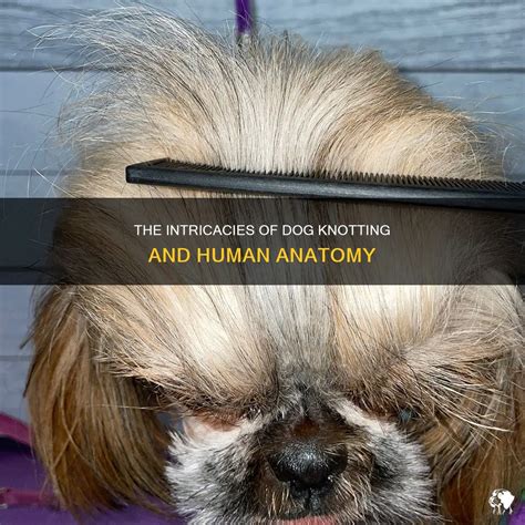 dog knots human|The Intricacies Of Dog Knotting And Human Anatomy 